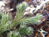 image of Selaginella rupestris
