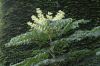 image of Aralia spinosa
