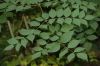 image of Aralia spinosa