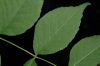 image of Aralia spinosa