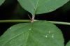 image of Aralia spinosa