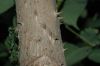 image of Aralia spinosa
