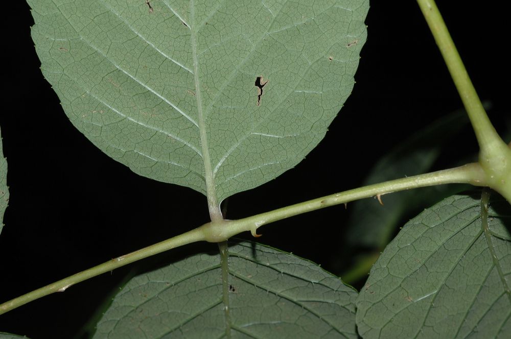 Araliaceae Aralia spinosa