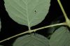image of Aralia spinosa