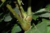 image of Aralia spinosa
