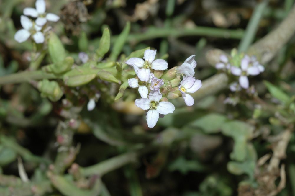 Brassicaceae Cakile maritima