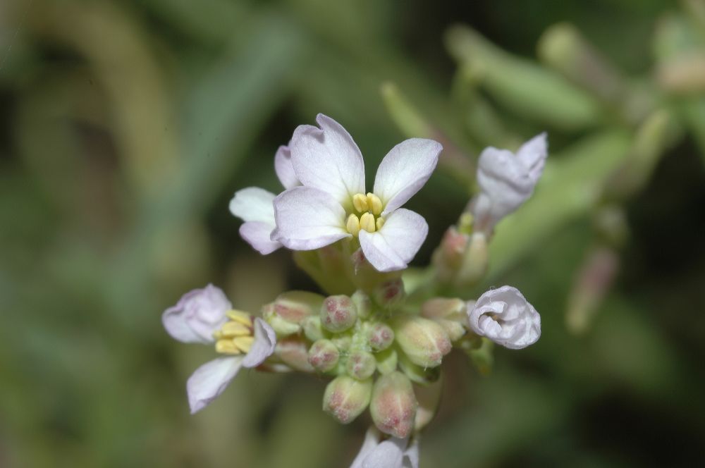 Brassicaceae Cakile maritima