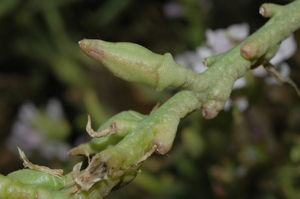 Brassicaceae Cakile maritima