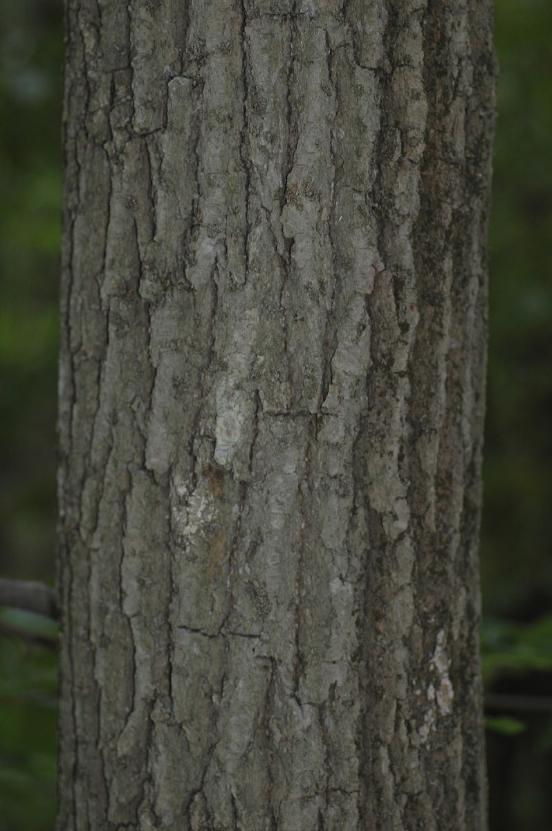 Nyssaceae Nyssa sylvatica