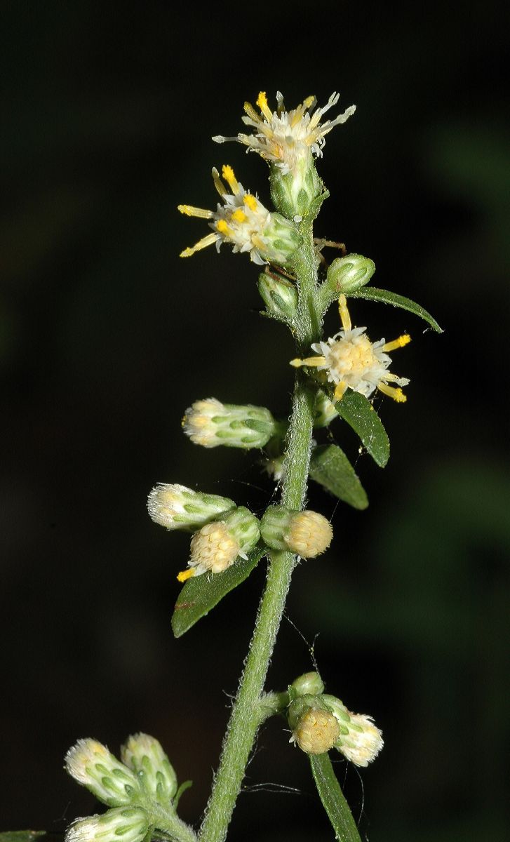 Asteraceae Solidago bicolor