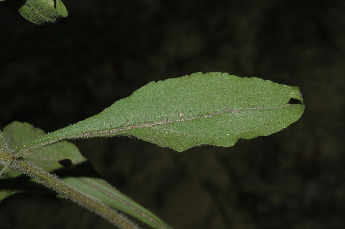 Asteraceae Solidago bicolor