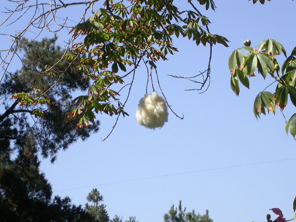 Bombacaceae Chorisia speciosa