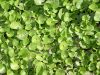 image of Dichondra micrantha