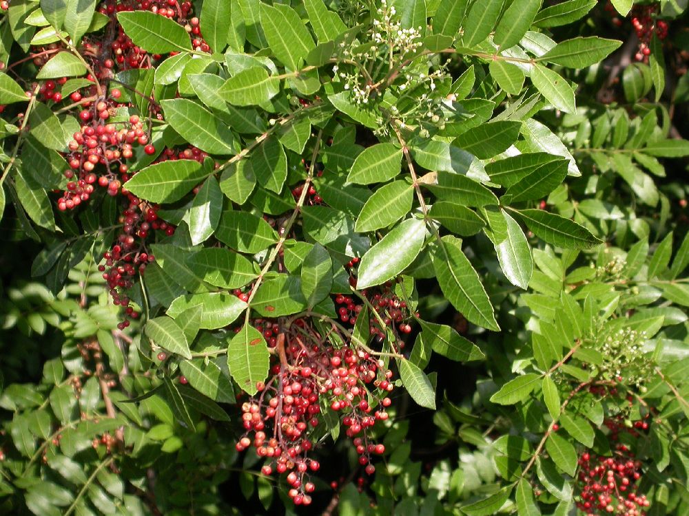 Anacardiaceae Schinus terebinthifolius