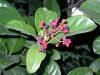 image of Viburnum japonicum