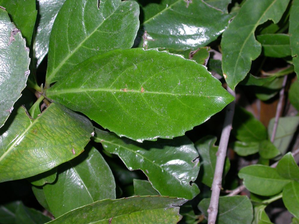 Adoxaceae Viburnum japonicum