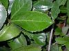 image of Viburnum japonicum