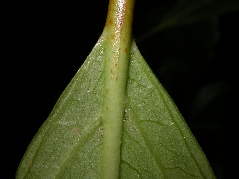 Adoxaceae Viburnum japonicum