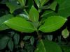 image of Viburnum japonicum