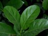 image of Viburnum japonicum