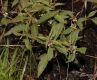 image of Lycopus uniflora