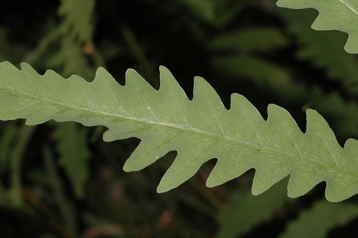 Onocleaceae Onoclea sensibilis