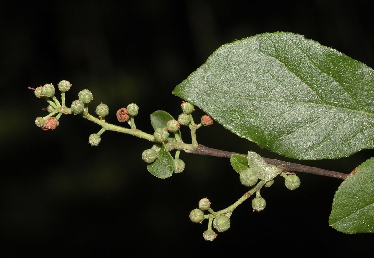 Ericaceae Lyonia ligustrina