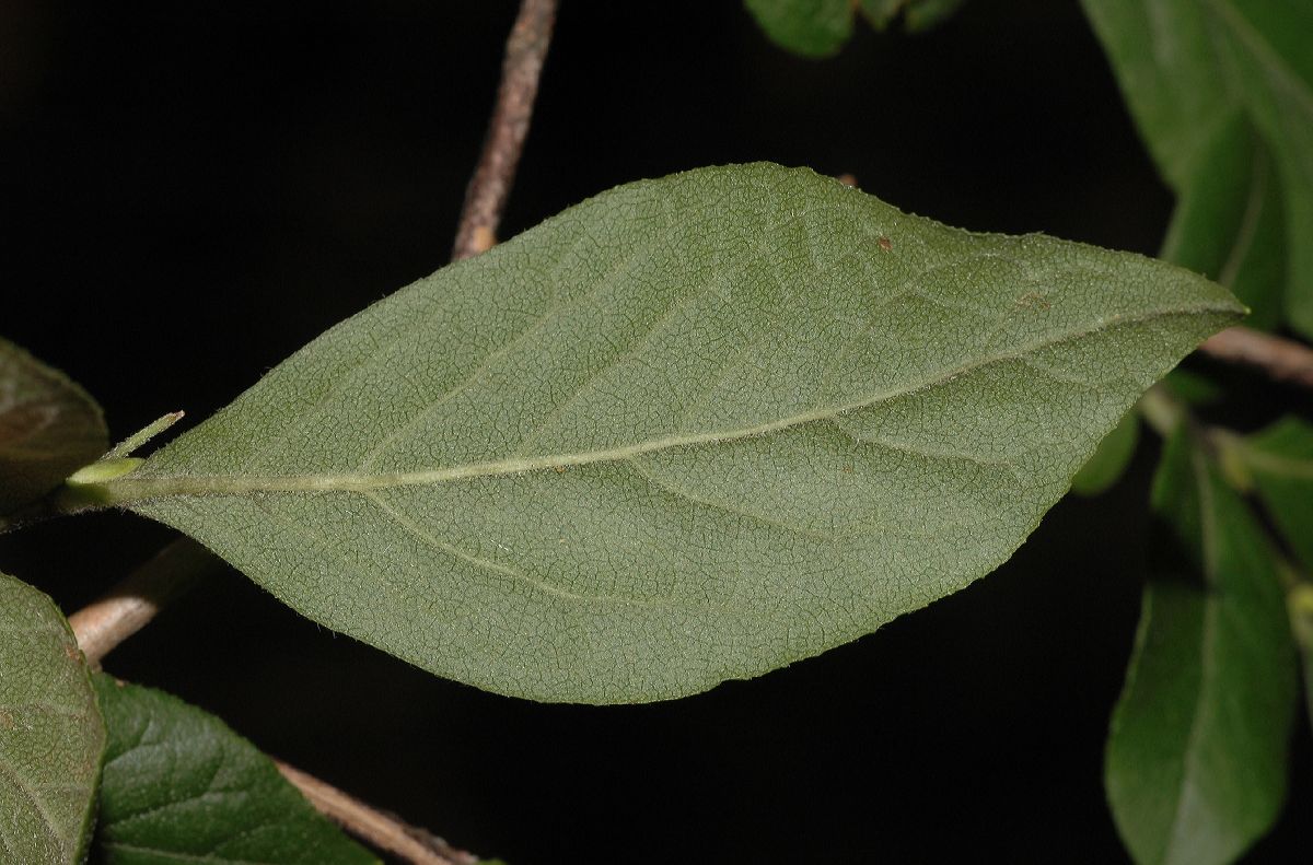 Ericaceae Lyonia ligustrina