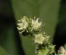 image of Penthorum sedoides