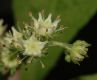 image of Penthorum sedoides