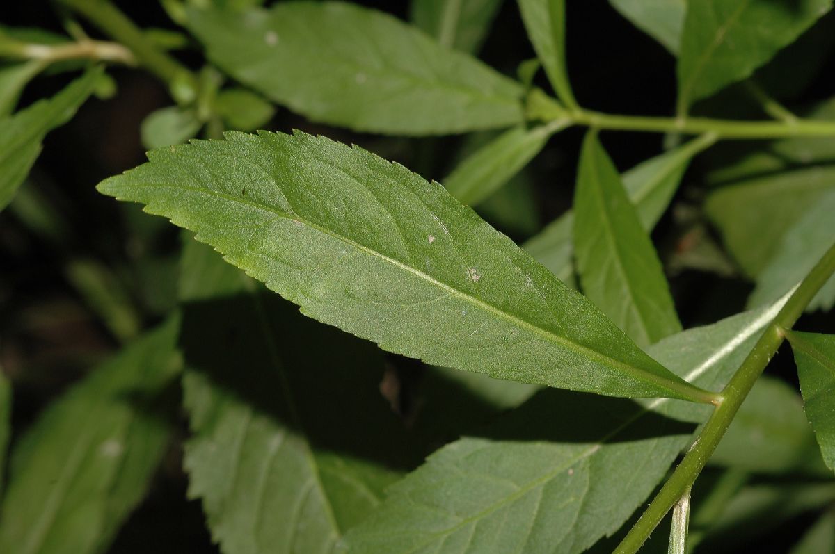 Penthoraceae Penthorum sedoides