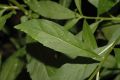 image of Penthorum sedoides
