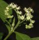 image of Penthorum sedoides
