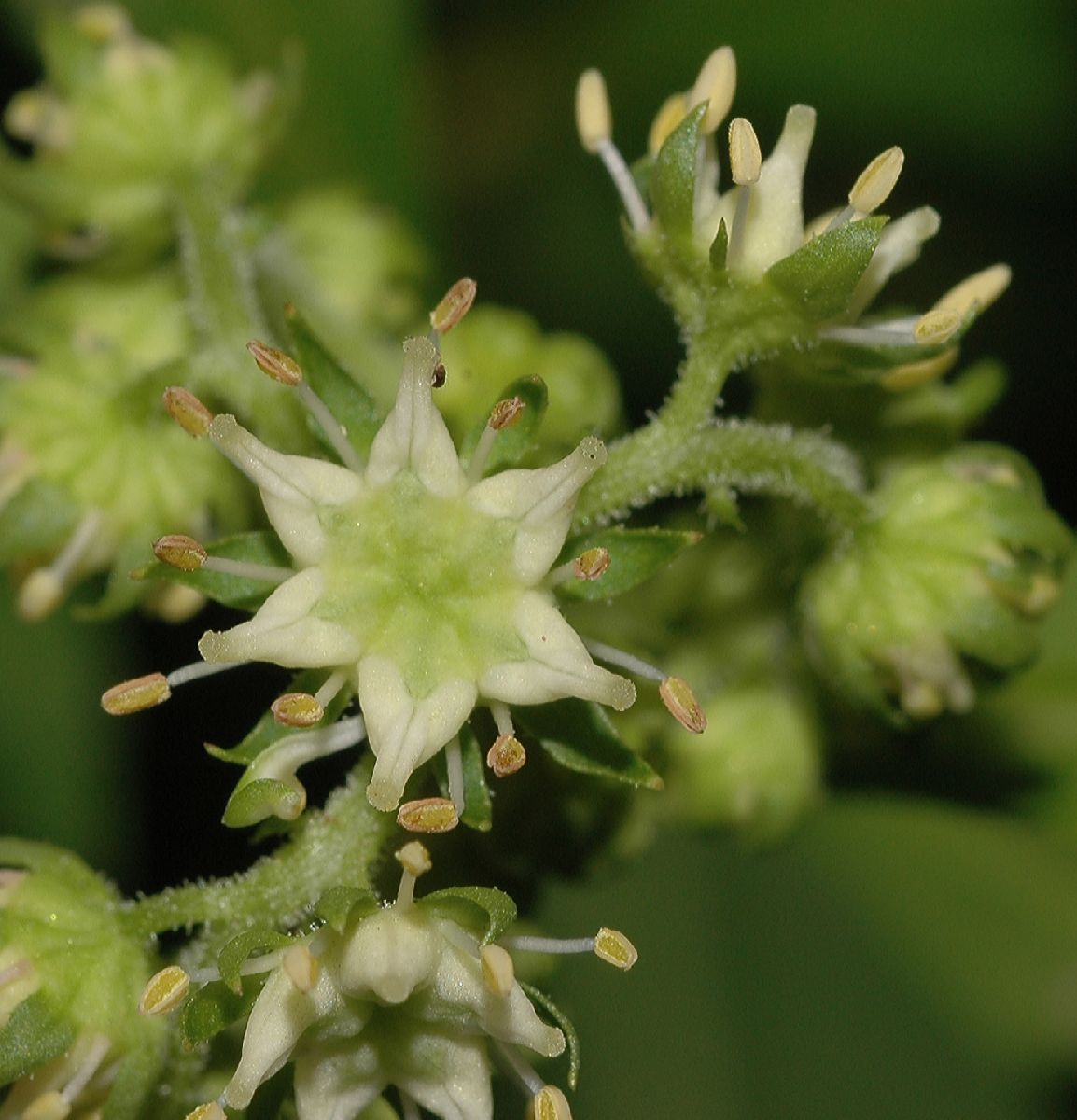 Penthoraceae Penthorum sedoides