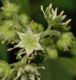 image of Penthorum sedoides