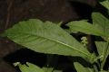 image of Penthorum sedoides