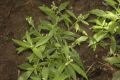 image of Penthorum sedoides