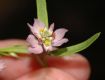 image of Polygala sanguinea