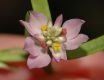 image of Polygala sanguinea