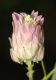 image of Polygala sanguinea
