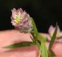 image of Polygala sanguinea
