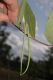 image of Apocynum cannabinum