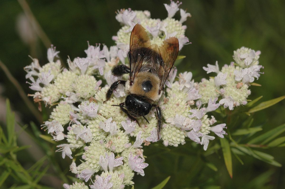 Apidae  