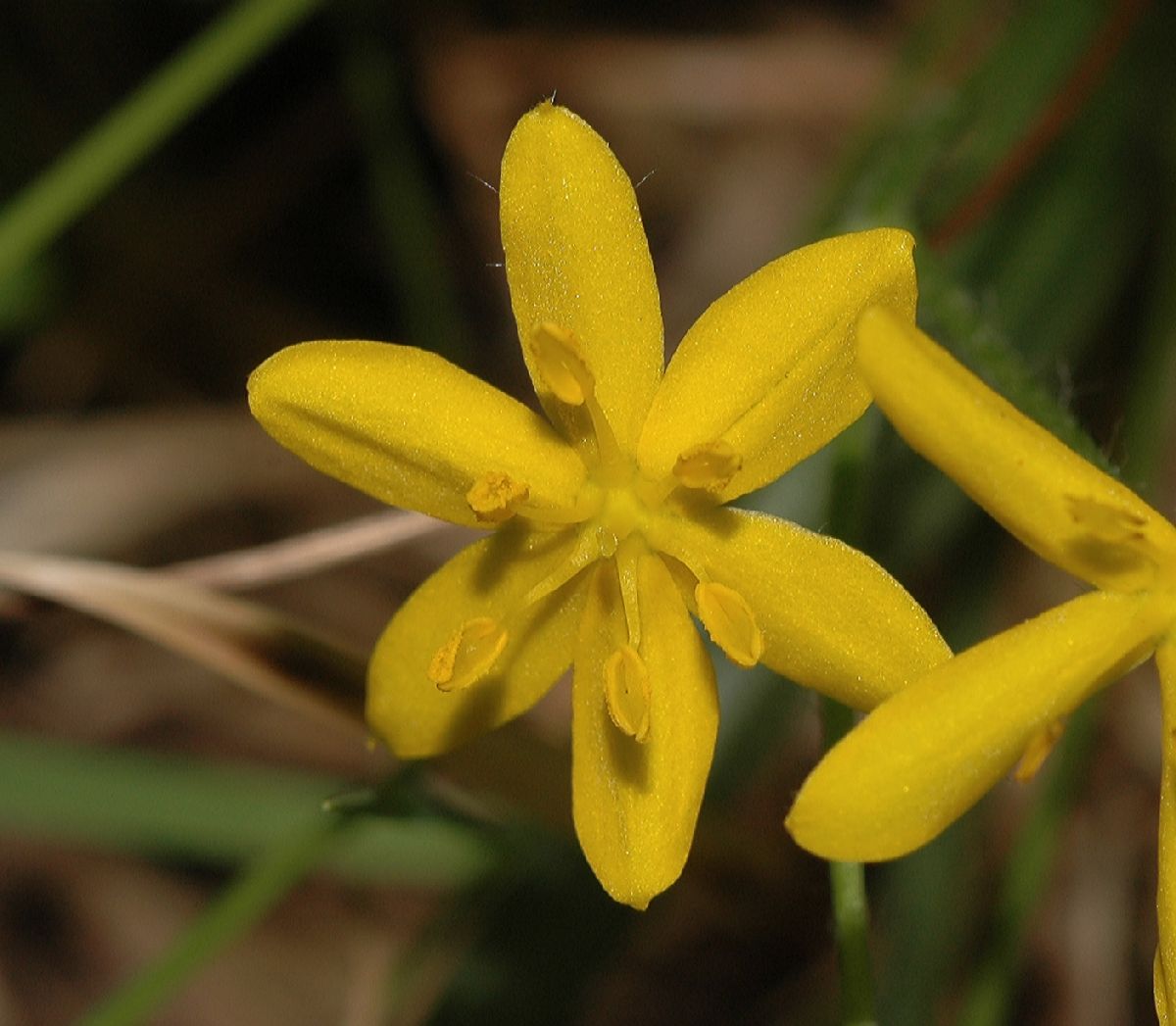 Hypoxidaceae Hypoxis hirsuta