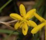 image of Hypoxis hirsuta