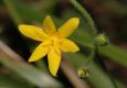 image of Hypoxis hirsuta