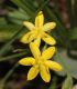 image of Hypoxis hirsuta