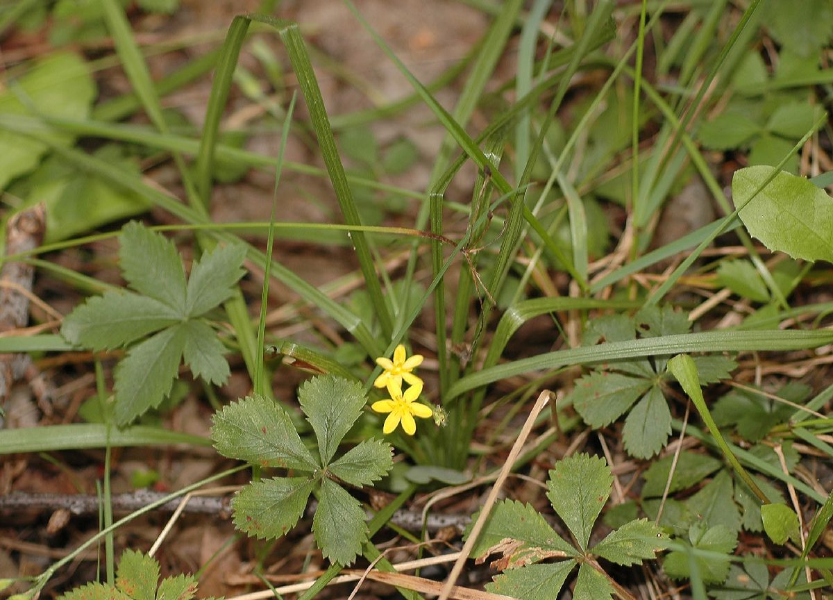 Hypoxidaceae Hypoxis hirsuta