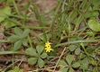 image of Hypoxis hirsuta