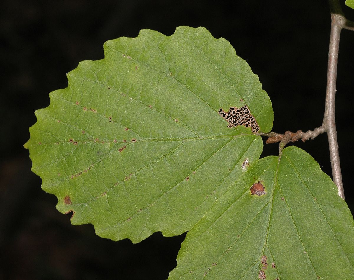Hamamelidaceae Hamamelis virginiana